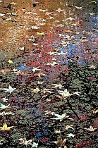 Autumn Reflections & Floaters on Pond